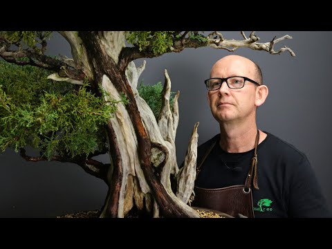 Видео: Пересадка старого можжевельника ямадори