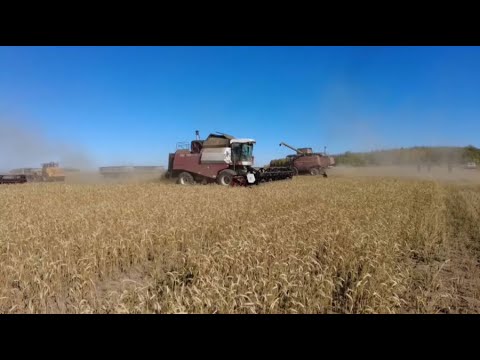 Видео: Қостанай облысында астық өнімділігі жылдағыдан жоғары