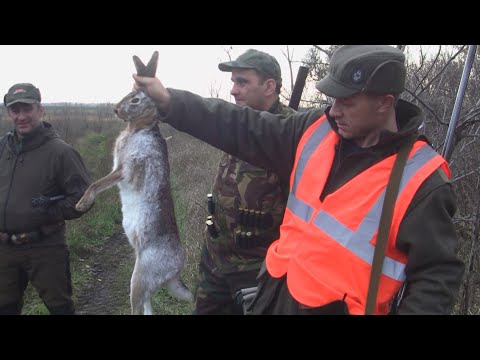 Видео: Осенняя Охота: Масштабный Загон на Лису и Зайца!