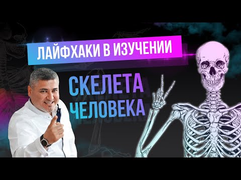 Видео: Лайфхаки в изучении скелета человека