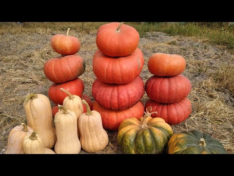 Видео: Урожай ТЫКВЫ 🎃: МАТИЛЬДА F1 ,МУСКАТ де ПРОВАНС ,РУЖ ВИФ де ТАМП.