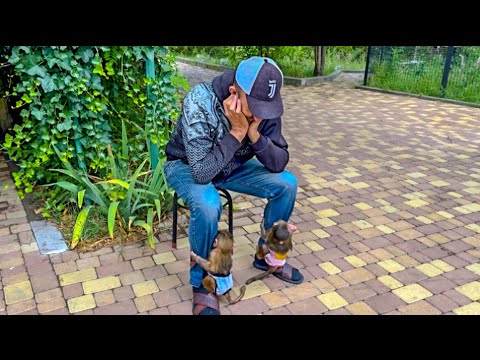 Видео: Маню и Степу вывели на прогулку, но собралось много людей и гамадрилята  КИНУЛИСЬ к папе Владу!