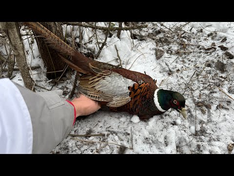 Видео: ЗАПРЕЩЕННЫЕ ЛОВУШКИ НА ПРАКТИКЕ / САМЫЕ РАБОЧИЕ ПЕТЛИ НА ФАЗАНА / ПРОСТОЙ И РЕЗУЛЬТАТИВНЫЙ СПОСОБ