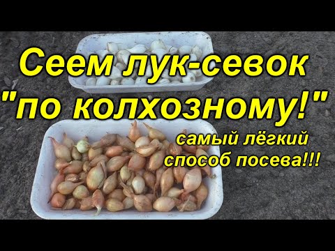 Видео: "Колхозный" способ посева лука-севка! Легко и просто!