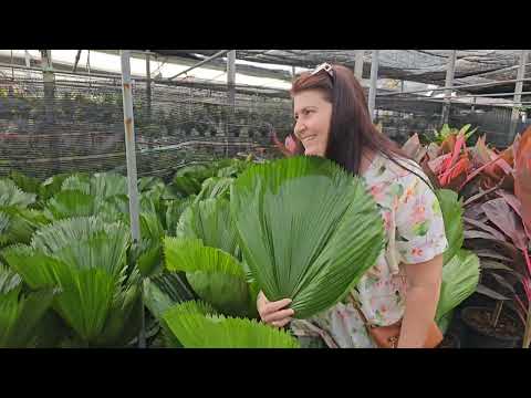 Видео: Цветочный рынок в Тайланде