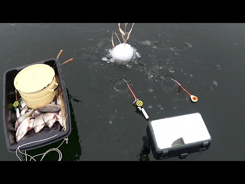 Видео: КАСТРЮЛЯ КАШИ И РЫБА В САНЯХ. Только опустил и рыба на крючке. Дикий жор тарани в глухозимье.