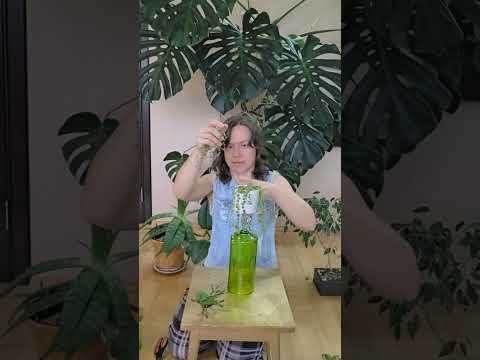 Видео: В эфире ваша любимая рубрика - обрезка растений. Да, я их стригу круглый год.