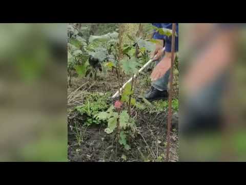 Видео: Саженцы однолетки и двухлетки. 20 октября