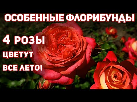 Видео: Розы- 4 флорибунда замечательного здоровья, запоминающегося облика, великолепное качество цветка.