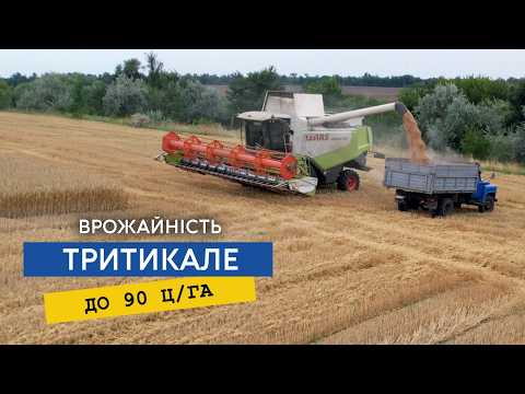 Видео: Жнивуємо тритикале. Сорт Малюк 90 ц/га, огляд основних сортів. 100 кг насіння, дали 21 тону зерна.