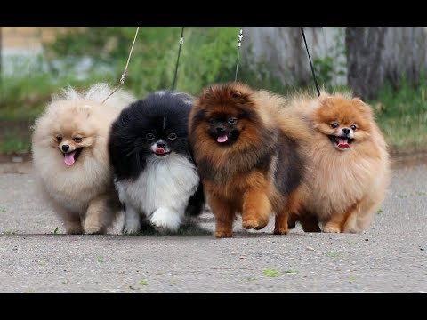 Видео: ПОМЕРАНСКИЙ ШПИЦ - ВСЕ О ПОРОДЕ. ИНТЕРЕСНЫЕ ФАКТЫ О ШПИЦЕ