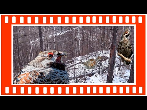 Видео: Про Охоту - ШЕСТЬ рябчиков за 20 минут ИЛИ как найти РЯБЧИКА в лесу.