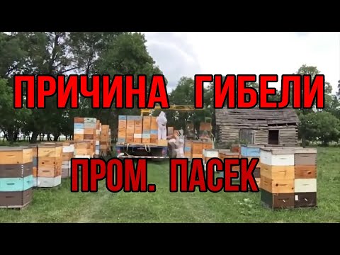 Видео: Как организовать промышленную пасеку, основные причины гибели пром. пасек