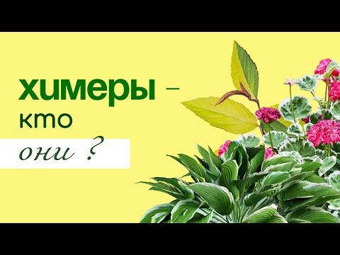 Видео: ХИМЕРЫ в наших садах, что нужно о них знать