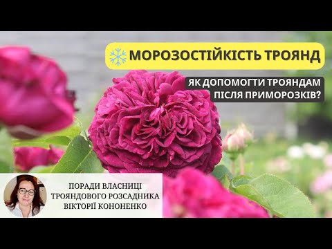 Видео: Морозостійкість троянд: найстійкіші сорти, обрізка після приморозків
