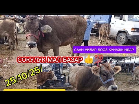 Видео: СААН УЙЛАР ТАРТЫЛГАН ТАСМА СОКУЛУК МАЛ БАЗАР 👍🔥💯 25/10/25/
