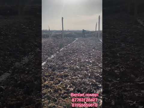 Видео: Көктемде шылаушындарға қалай баптаймыз???☝️👆☝️