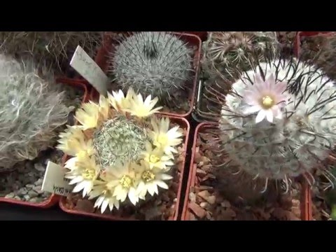 Видео: Кактусы. Наша теплица 08 05 16  Часть 1