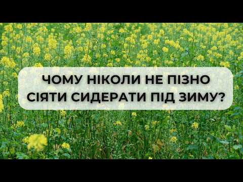 Видео: Чому ніколи не пізно сіяти сидерати під зиму?