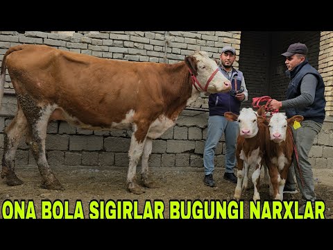 Видео: Ramziddin ukamizdan yangi partiya ona bola sigirlar sut emdi buzoqlar 3 ноября 2025 г.