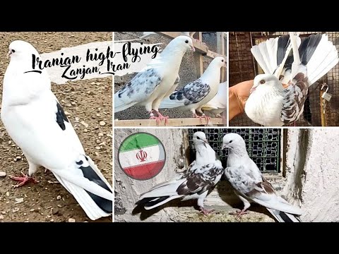 Видео: Иранские бойные голуби г. Зенджан  ⭐️  Iranian high-flying pigeons | کبوتران ایران، زنجان