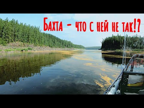 Видео: Бахта - знакомство с рекой и первые трофеи/Нашли рыбу в огромной яме/Таинственная загадка Бахты #4