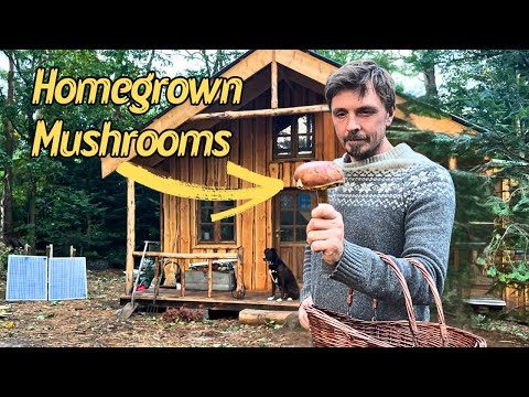 Видео: Подготовка к зиме в домике: сбор грибов и заготовка дров