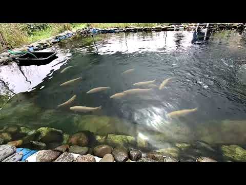 Видео: Дачные пруды осетр форель. Стоит только захотеть и у Вас получится