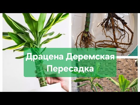 Видео: Драцена Деремская и Фрагранс. Пересадка двух малышек.28.01.2025г.
