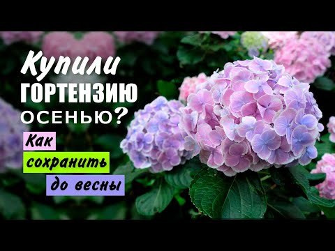Видео: Как сохранить гортензию до весны