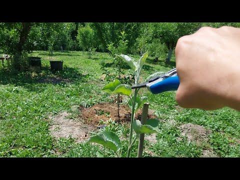 Видео: Лятна резитба на ябълки - 1-ва и 2-ра година, 2025