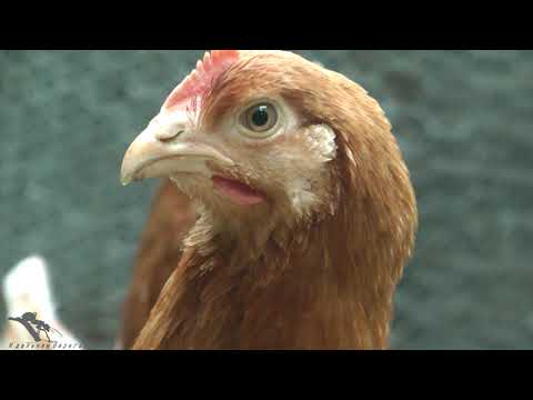 Видео: Мини-курятник. Инкубация яиц. Кучинская юбилейная.