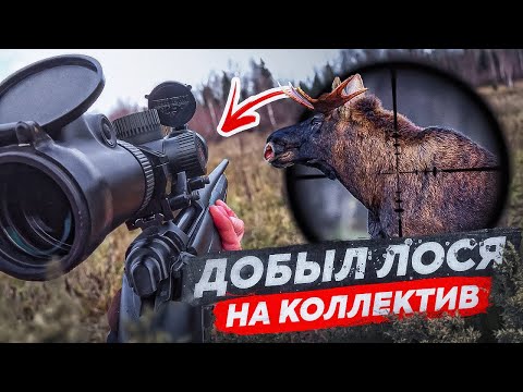 Видео: Охота на ЛОСЯ 🔥 Красиво взял ЛОСЯ на коллектив. ЗАГОННАЯ ОХОТА 2023.