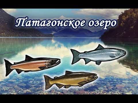 Видео: Патагонское озеро. Русская Рыбалка 3.99.