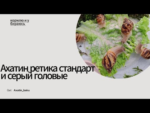 Видео: кормлю улиток)🤩🤩🤩