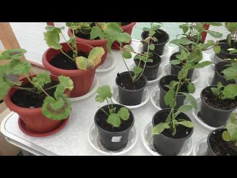 Видео: 26 апреля - посылка с цветами от фирмы Агровиола, цветы сутки спустя