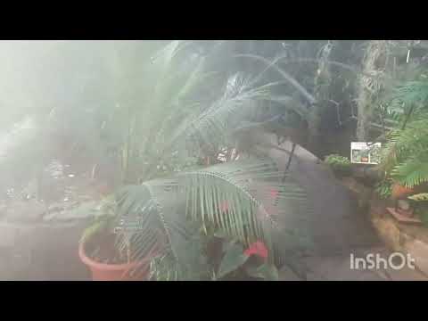 Видео: Ботанический сад.Владивосток#растения#природа