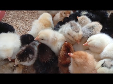 Видео: Пять минут с однодневными цыплятами, для души 🐥