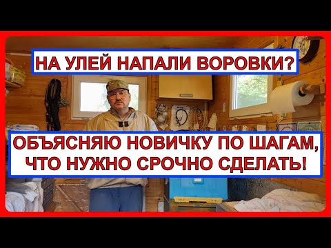 Видео: 📕 Это надо сделать на 💯%. Если улей подвергается нападу пчел-воровок. Пчеловодство для начинающих 📕