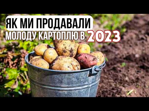 Видео: Що МИ Заробили з 20 соток на Молодій картоплі у 2023?Молода картопля ,як Бізнес-ІДЕЯ