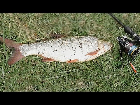 Видео: ЛОВЛЯ ЖЕРЕХА В МАЕ на уловистый воблер - Тsuyoki focus 50s