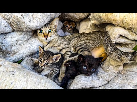 Видео: От опасности к заботе: отравленная кошка и котята были спасены вовремя | Руководство по уходу за ...