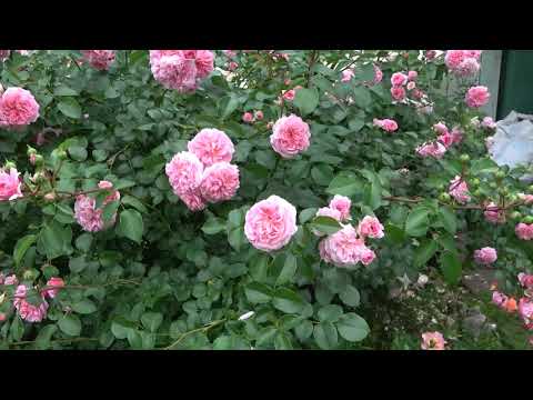 Видео: Мои любимые, красивые и надежные плетистые розы Поульсена-Pirouette    Grand Award   Cosmos{Pluton}