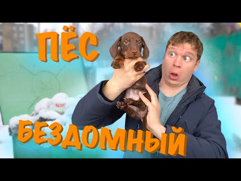 Видео: Малой нашел СОБАКУ НА МУСОРКЕ!