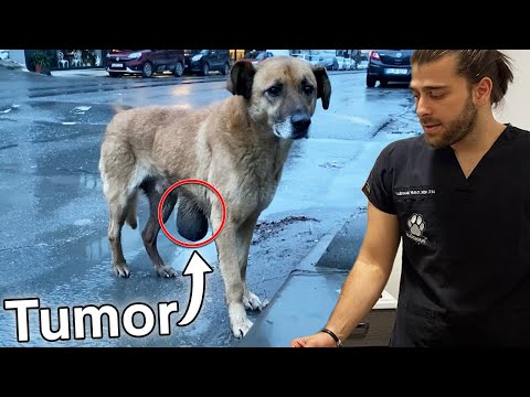 Видео: Собака спасена от гигантской опухоли! #TheVet