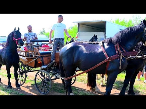 Видео: STUDIO VIP ЯНКО И КОН СЕВЕР ПОБЕДИТЕЛЯ НА ТУДОРИЦАТА В СЕЛО ЛЕХЧЕВО 8.06.2025 г.