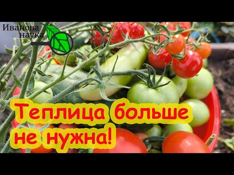 Видео: В ОГОРОДЕ ЛУЧШЕ, ЧЕМ В ТЕПЛИЦЕ. Вот это поворот: тепличные томаты лучше растить на улице?