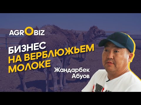 Видео: Бизнес на верблюдах в Казахстане: Мясо, Молоко, Шубат  | Даулет-Бекет | Agrobiz