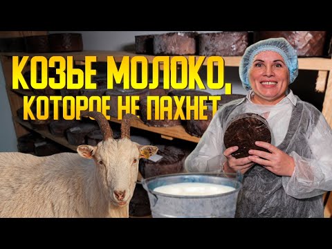 Видео: Козье молоко, которое не пахнет