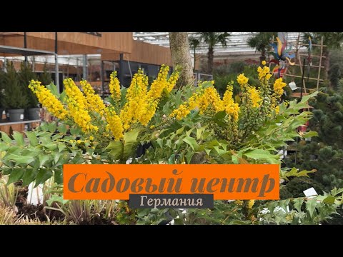 Видео: Часть 2  Прогулка по садовому центру